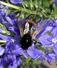 Bombus lapidarius