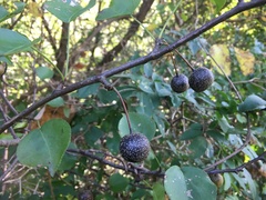 Pyrus pyrifolia