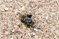 Bembecinus hungaricus