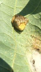 Cyrtarachne inaequalis