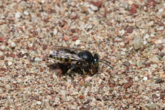 Bembecinus hungaricus