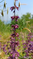 Salvia verticillata