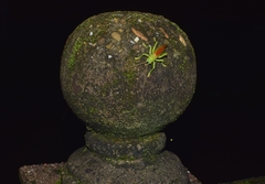 Eugryllacris elongata