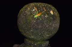 Eugryllacris elongata