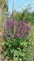 Salvia verticillata