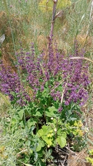 Salvia verticillata