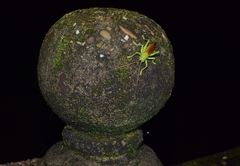 Eugryllacris elongata