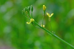 Raphanus raphanistrum