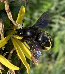 Xylocopa