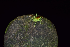 Eugryllacris elongata