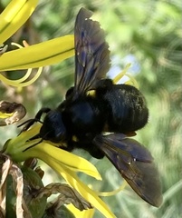 Xylocopa