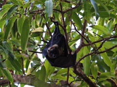 Pteropus ualanus