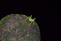 Eugryllacris elongata