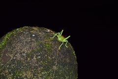 Eugryllacris elongata