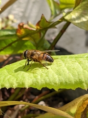 Eristalis tenax