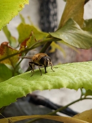 Eristalis tenax