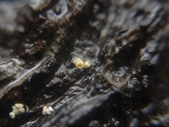 Lachnellula resinaria