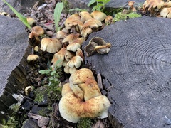 Hypholoma