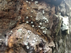 Lachnellula resinaria