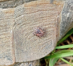 Hyalomma aegyptium