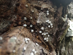 Lachnellula resinaria