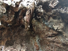 Lachnellula resinaria