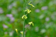 Raphanus raphanistrum