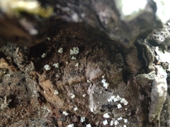 Lachnellula resinaria