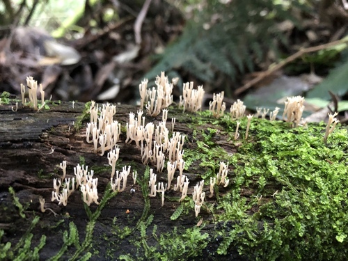 Artomyces colensoi image