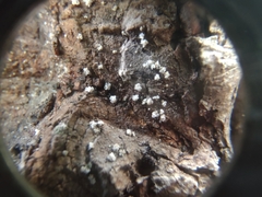 Lachnellula resinaria