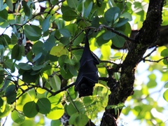 Pteropus ualanus