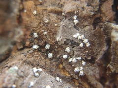 Lachnellula resinaria