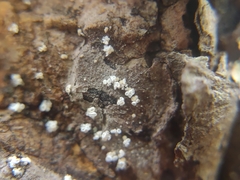 Lachnellula resinaria