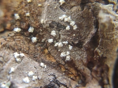 Lachnellula resinaria