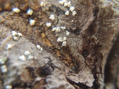 Lachnellula resinaria