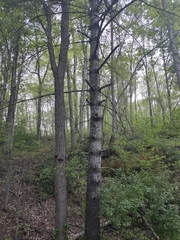 Lachnellula resinaria