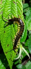Scolopendra mutilans