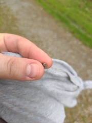 Lachnellula resinaria