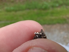 Lachnellula resinaria