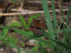 Antillea pelops
