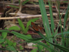 Antillea pelops