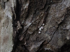 Lachnellula resinaria