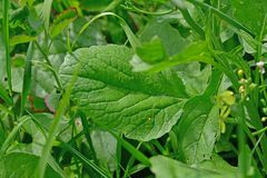 Raphanus raphanistrum