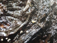 Lachnellula resinaria