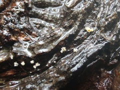 Lachnellula resinaria