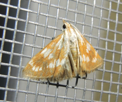 Epascestria pustulalis