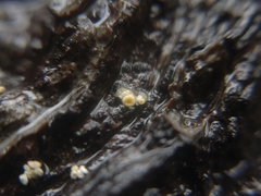 Lachnellula resinaria