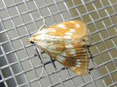 Epascestria pustulalis