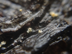 Lachnellula resinaria