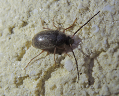 Hymenalia